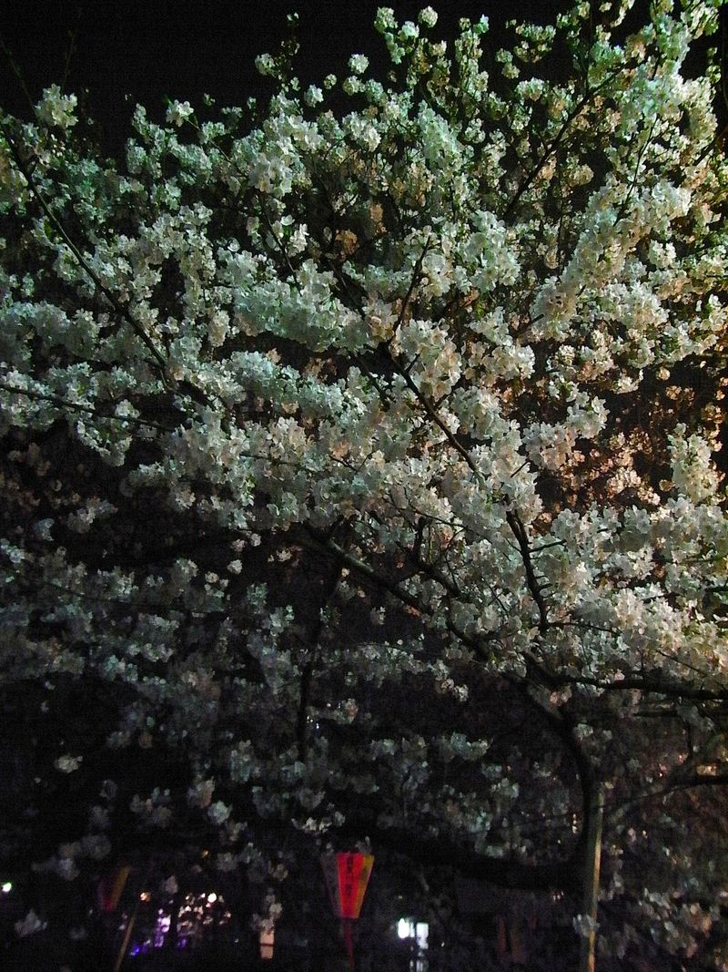 Sakura in the night Nakameguro