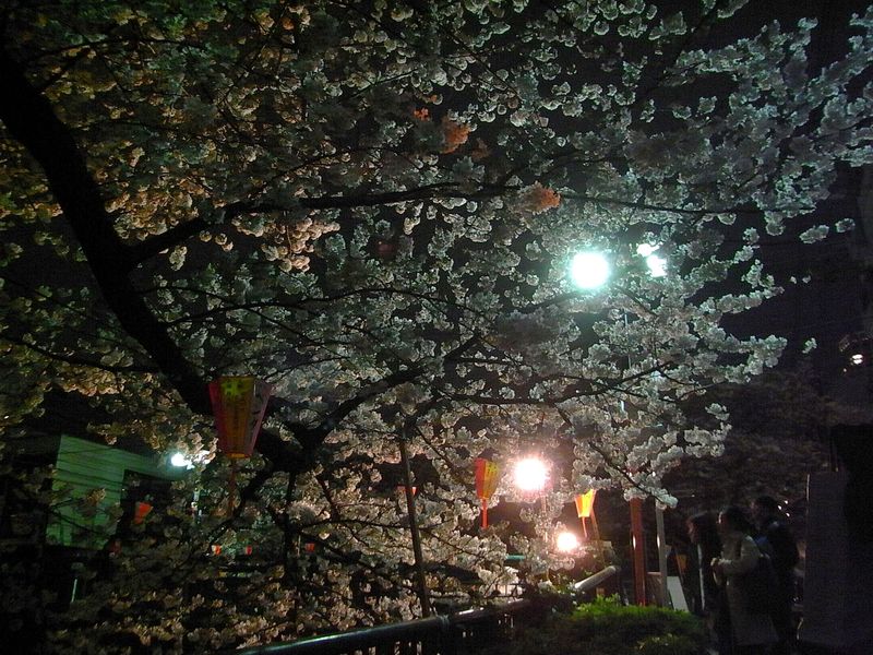 Sakura in the night Nakameguro (9)