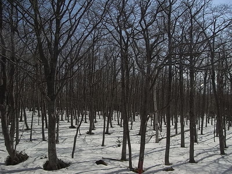 20140428 Shiretoko National Park (4)