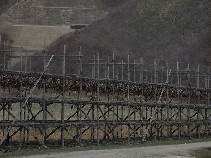 20140429 13 Drying fish (4)