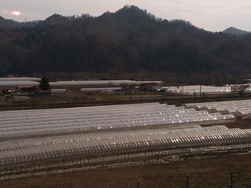 20140430 15 Yubari melon farm (10)